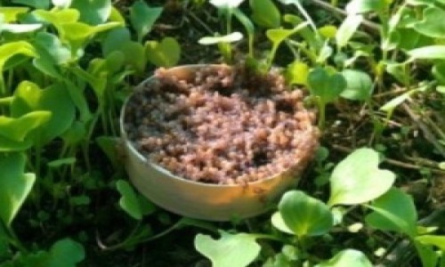 20 000 Naissains de Petit Gris !