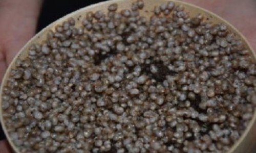 15 000 Naissains de Gros Gris !