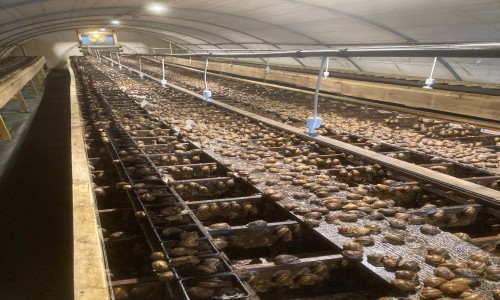 les bébés escargots sont arrivés !