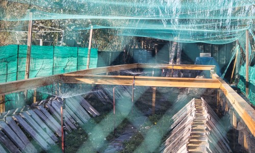 les bébés escargots sont arrivés !