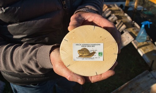 les bébés escargots sont arrivés !