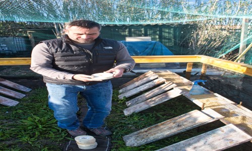 les bébés escargots sont arrivés !