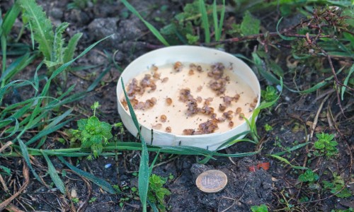 les bébés escargots sont arrivés !
