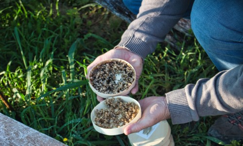 les bébés escargots sont arrivés !