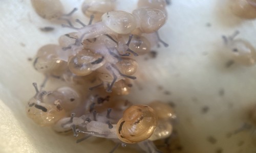 les bébés escargots sont arrivés !