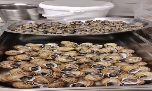 formation transformation