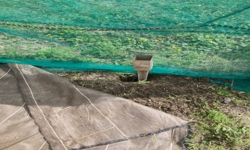 installation du filet anti-oiseaux